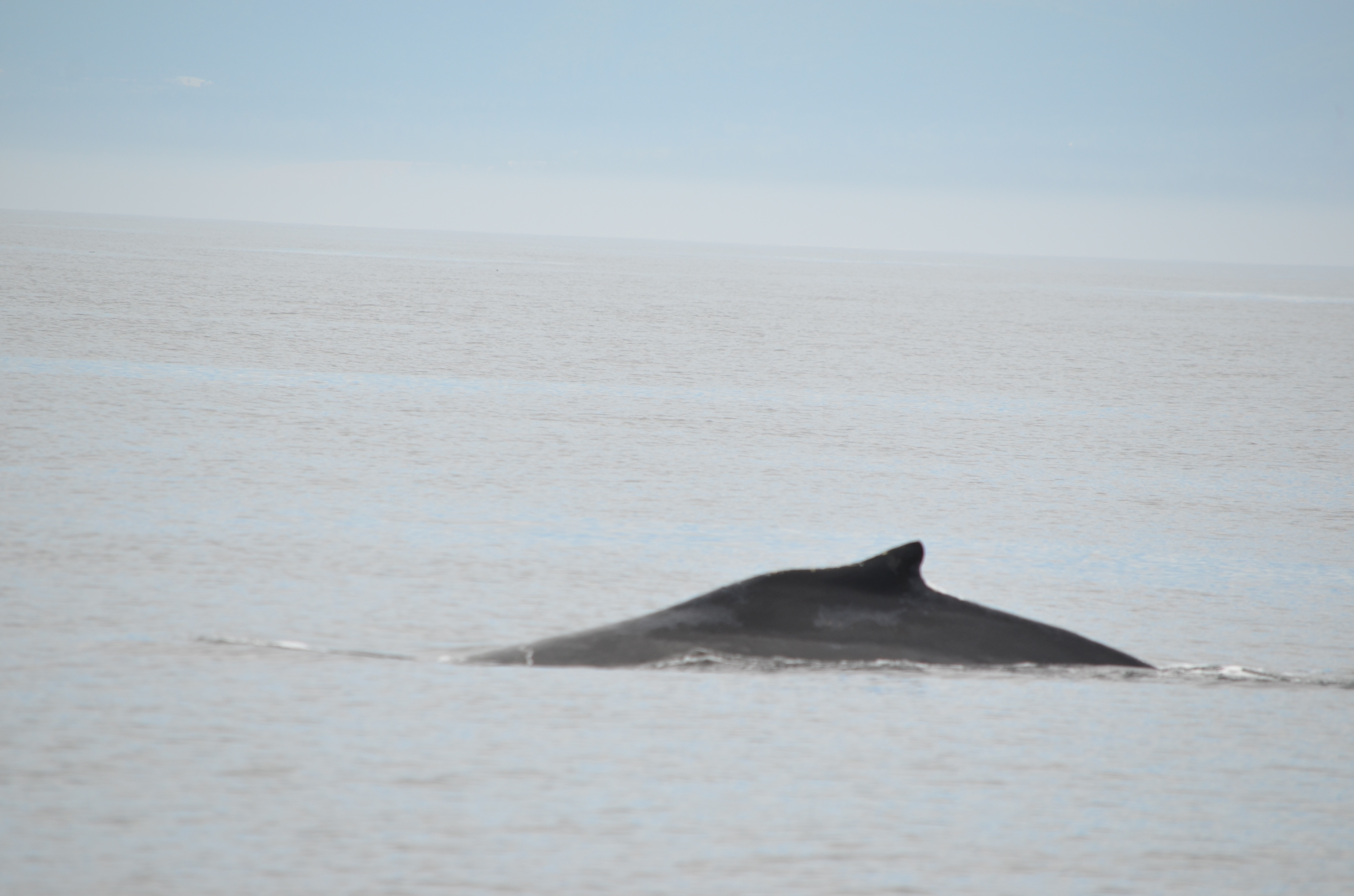 photos/wildlife/Mammal_Species/Humpback Whale/DSC_0075.JPG